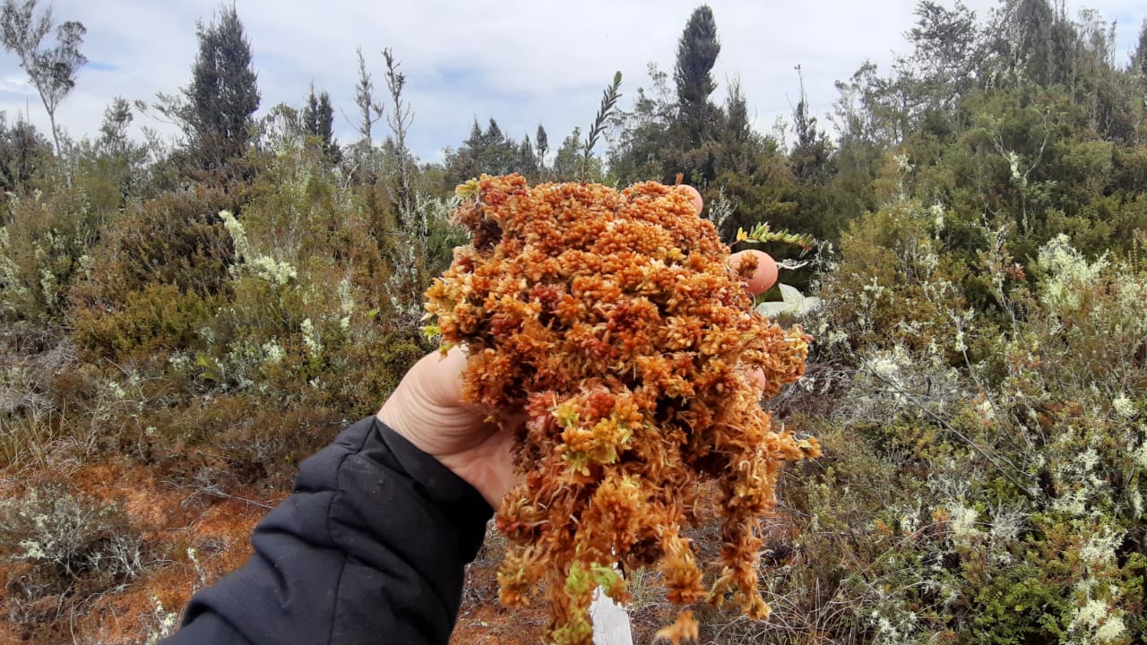Turberas de musgo Sphagnum en Aysén, Chile 