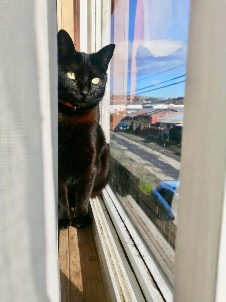Chuquita QEPD Clínicas veterinarias