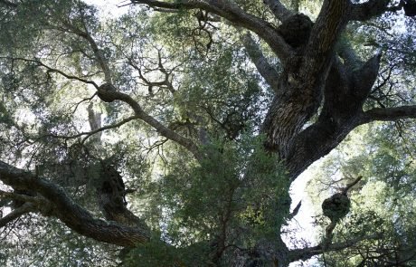 Bosque de Arrayanes