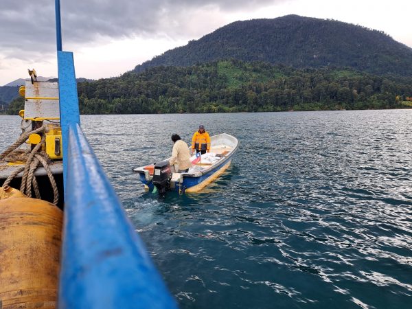 Municipalidad de Puerto Varas entregó 5 mil kilos de concentrado a pequeños agricultores del lago de Todos los Santos