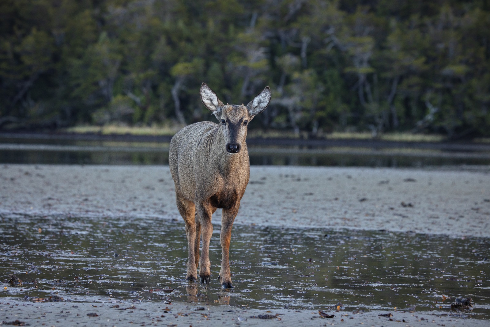 Huemul