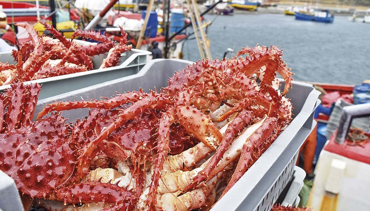 Colusión de la centolla: cómo habría afectado a pescadores artesanales