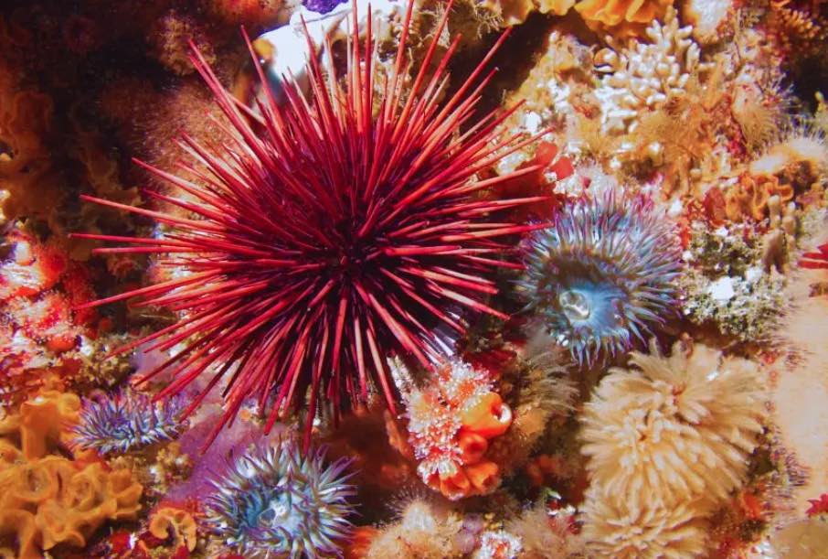 "Regla Marisquera" educa a niños de Quinchao para para la conservación