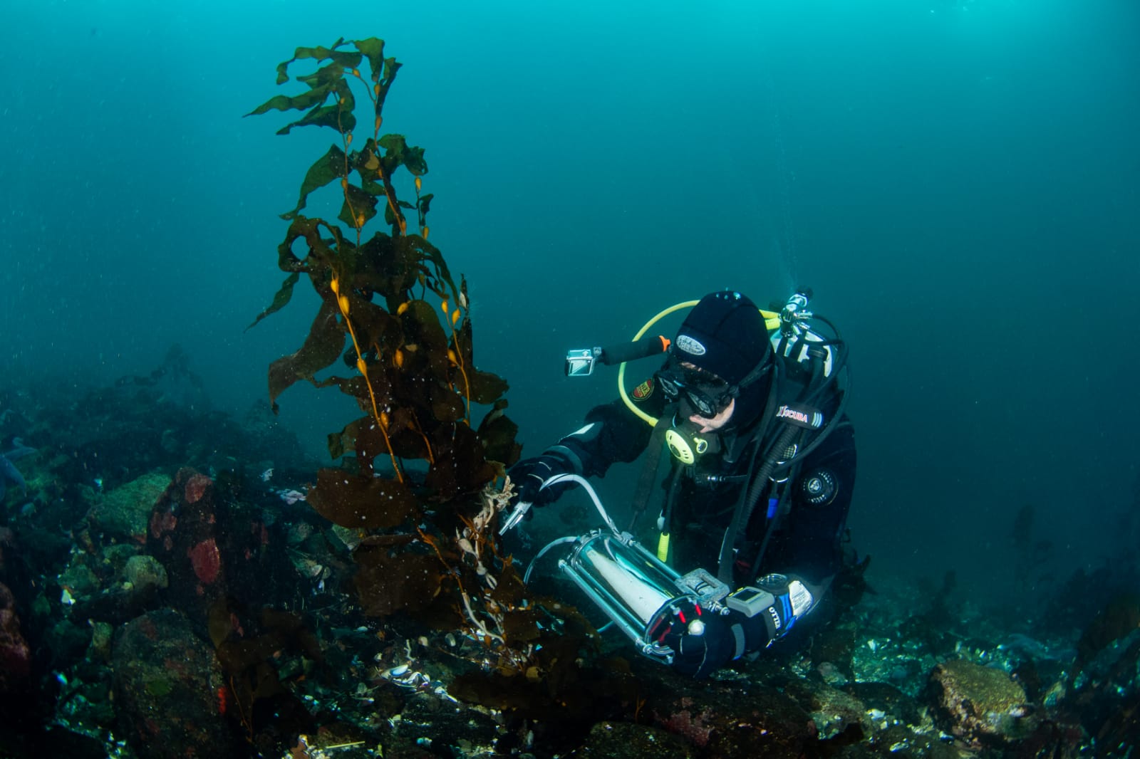 Investigación chilena: Adaptaciones del kelp gigante sorprenden en el fiordo Comau