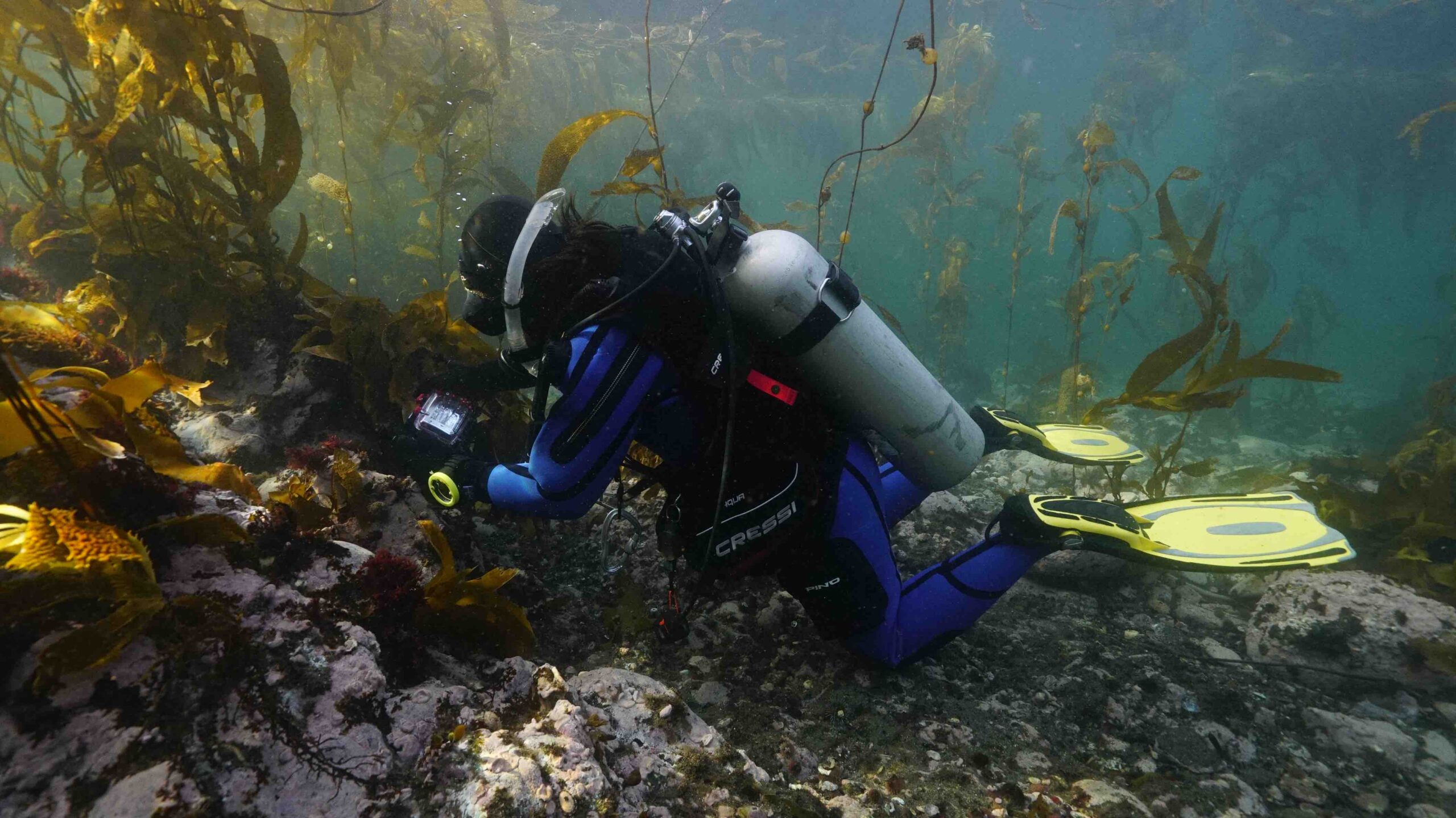 Publican primer registro del "alga abanico" en Chile