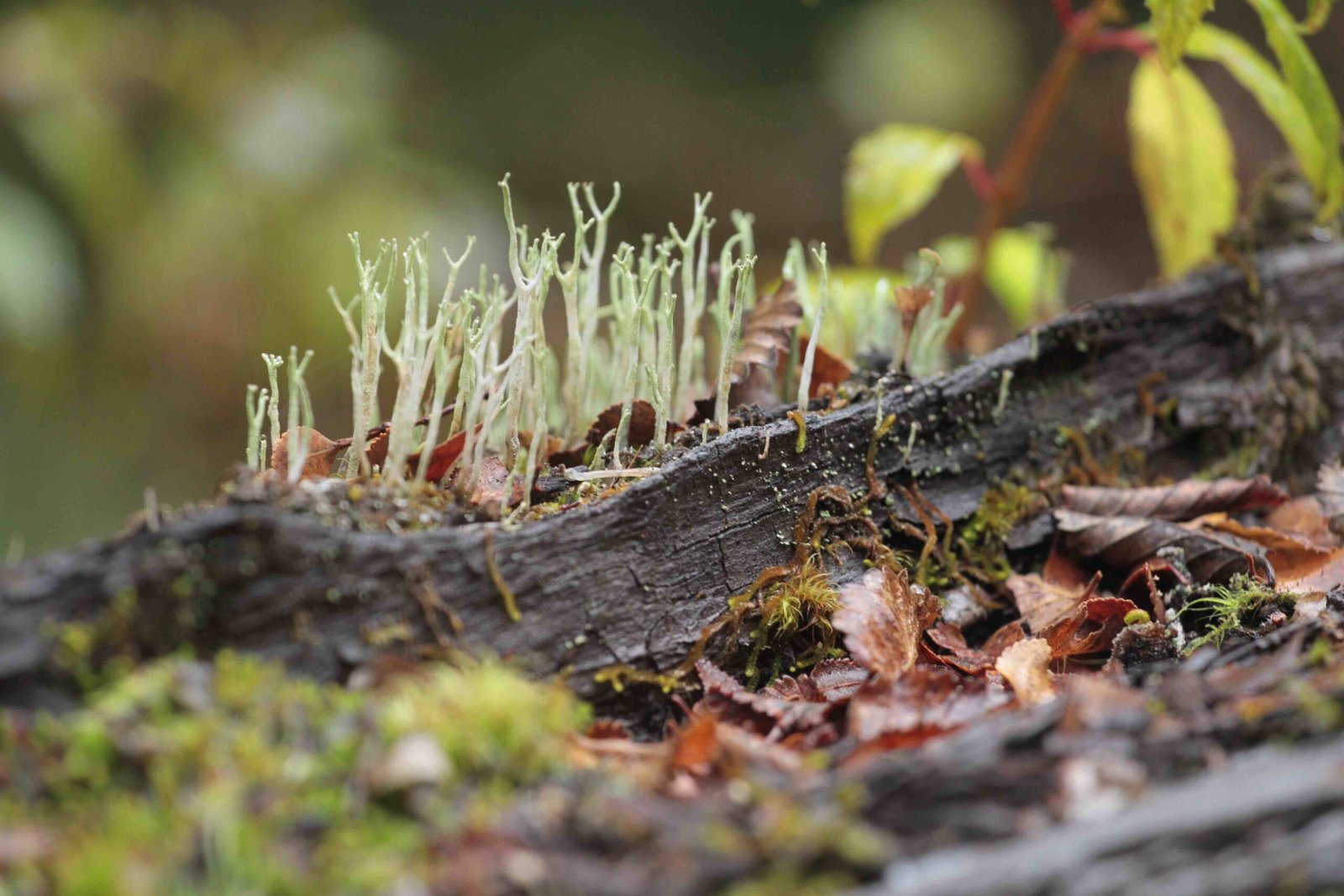 Vecinos del Parque Nacional Cerro Castillo exploran los secretos del reino fungi