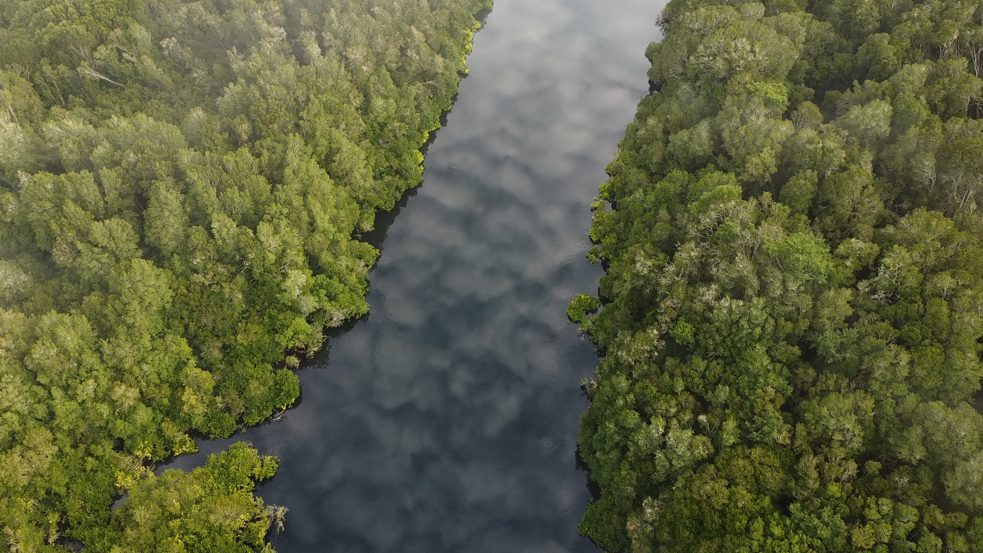 Bosque Hundido - Diario Puerto Varas