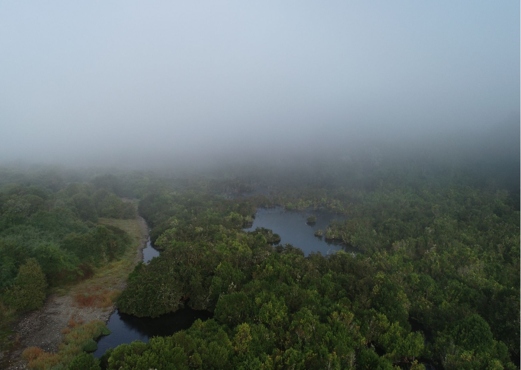 Bosque Hundido - Diario Puerto Varas