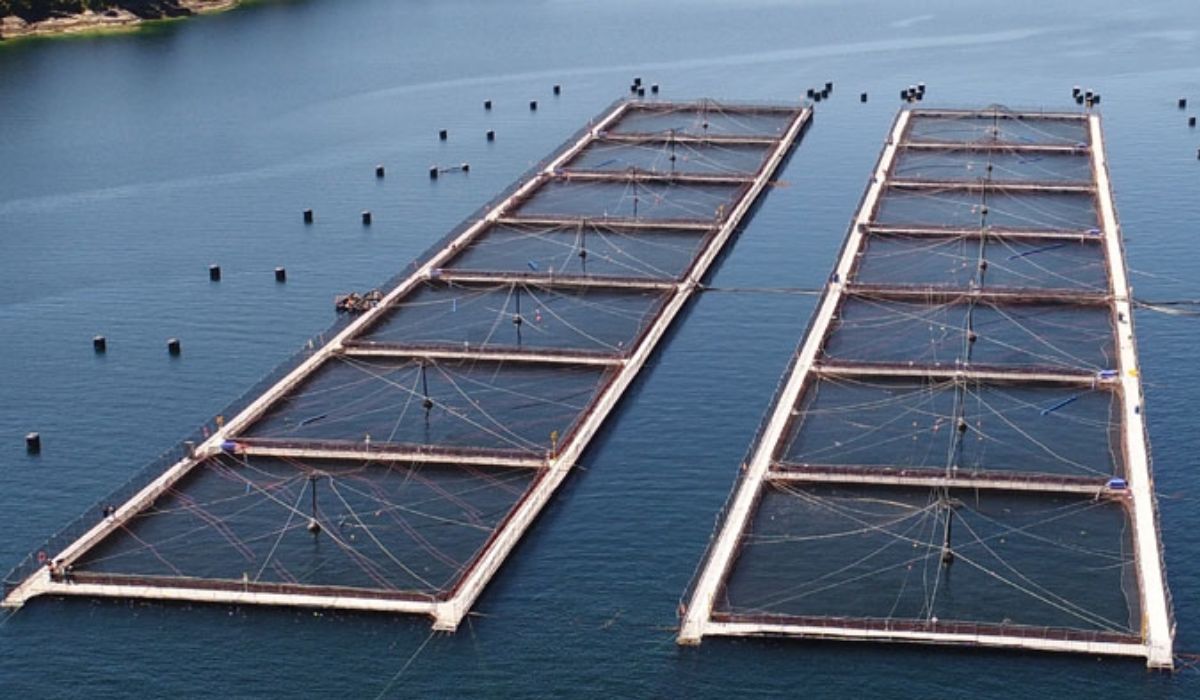 Migrar salmonicultura del lago Llanquihue - Diario Puerto Varas