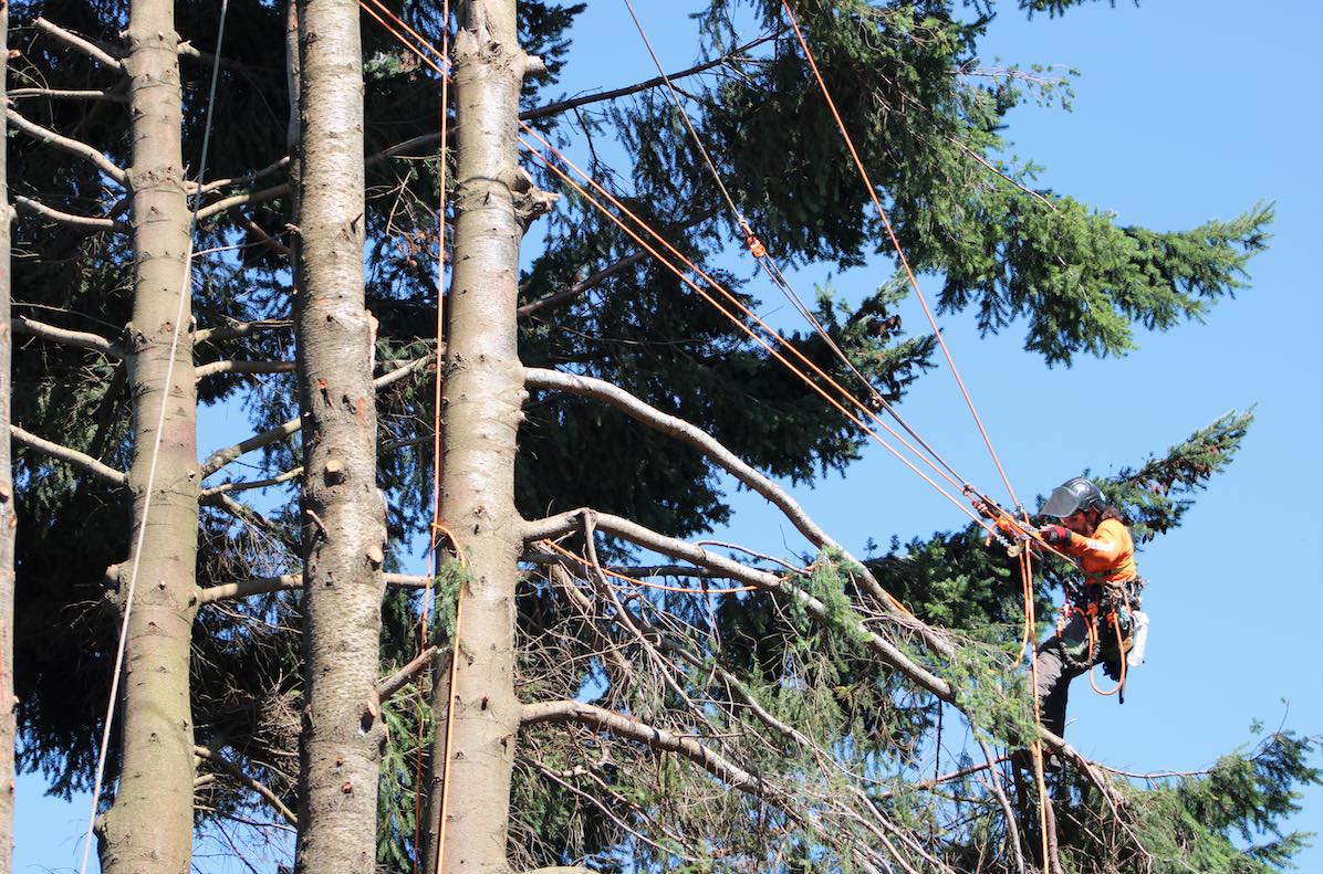 Informe advierte riesgo de fractura en árboles de Plaza de Armas de Puerto Varas