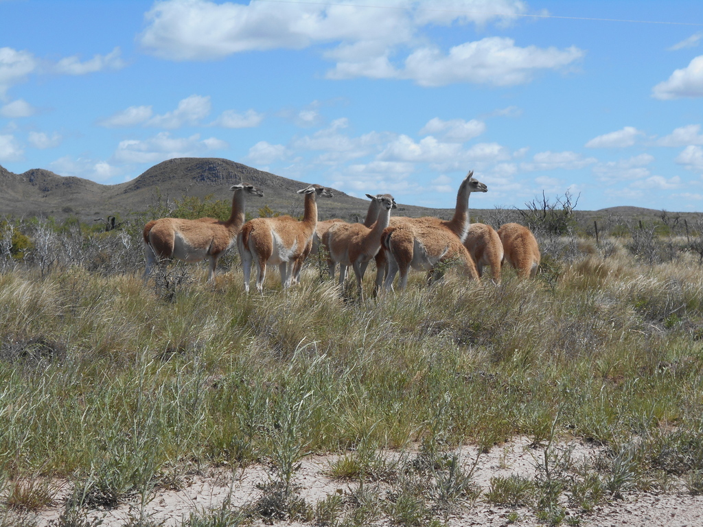 Guanacos - Diario Puerto Varas