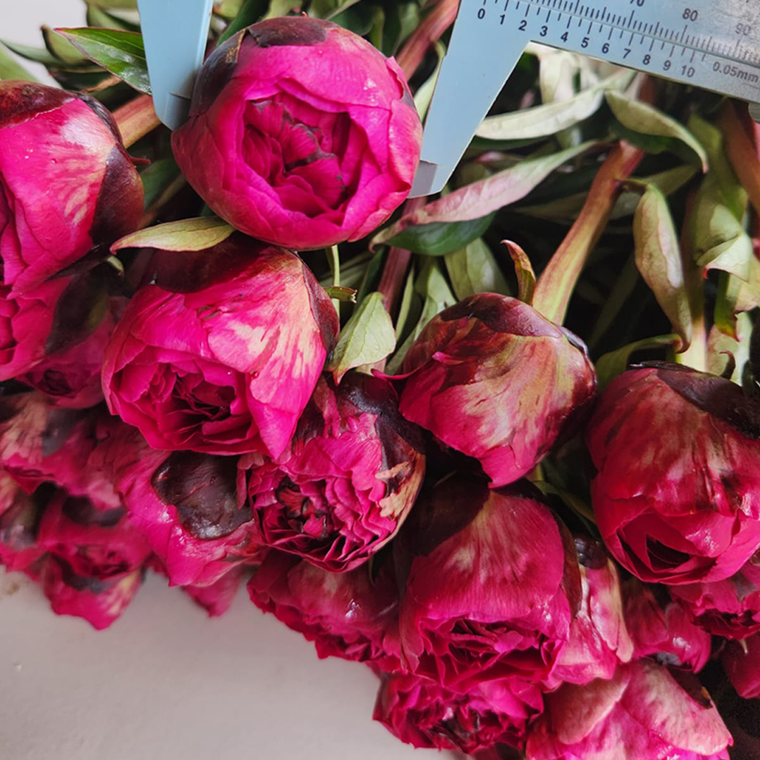 Peonias - Diario Puerto Varas
