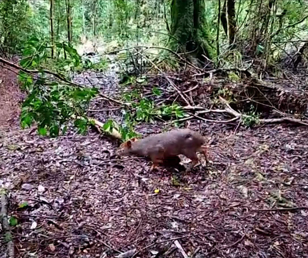 Pudú rehabilitada - Diario Puerto Varas