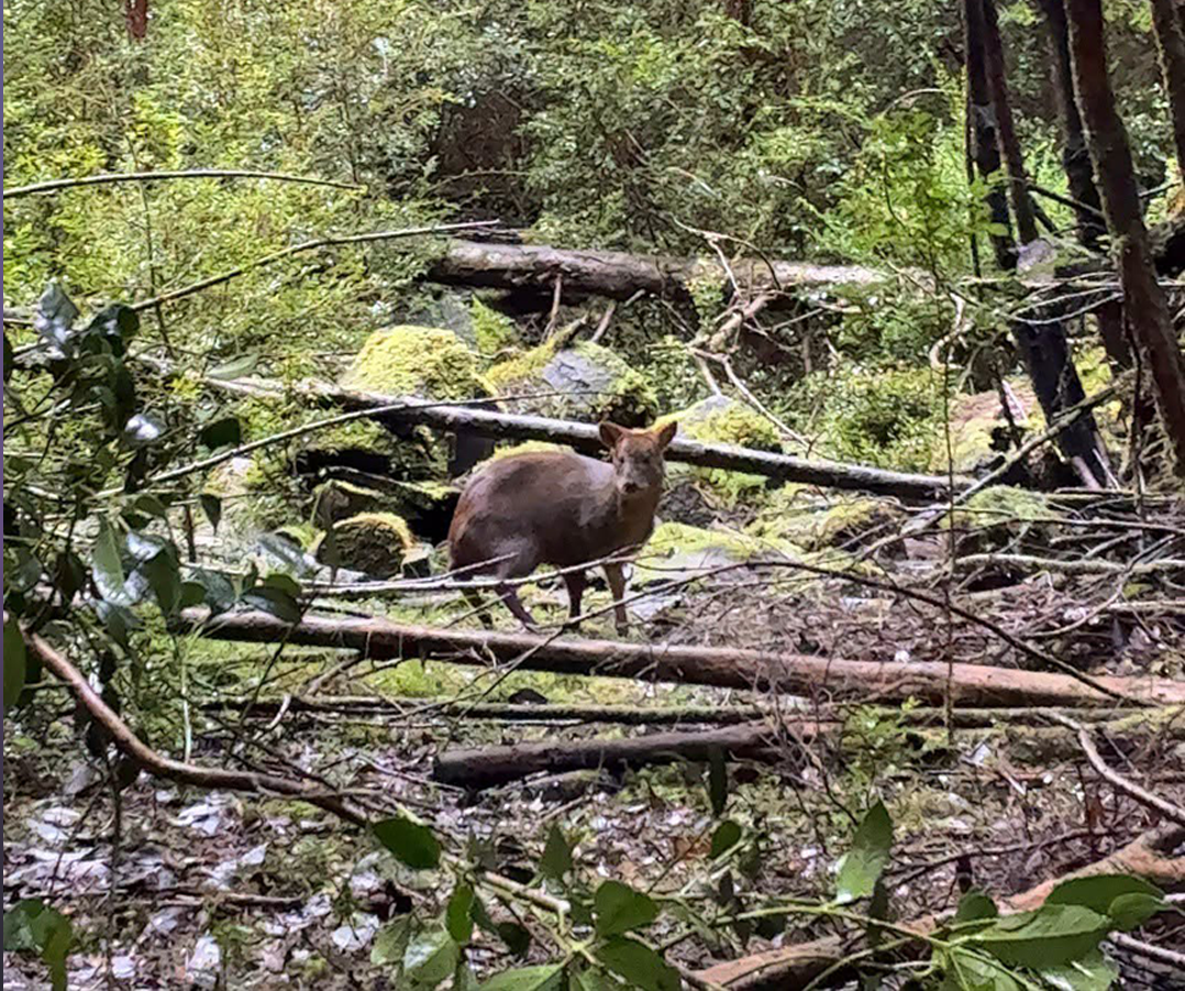 Pudú rehabilitada - Diario Puerto Varas